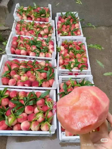 Cuộc Sống Mới Của Chiêu Chiêu