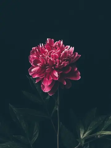 HUYẾT MẪU ĐƠN