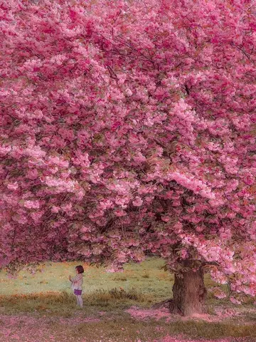 MÙA XUÂN THAY ĐỔI