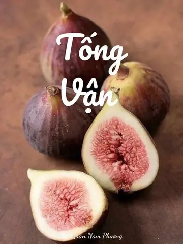 TỐNG VẬN